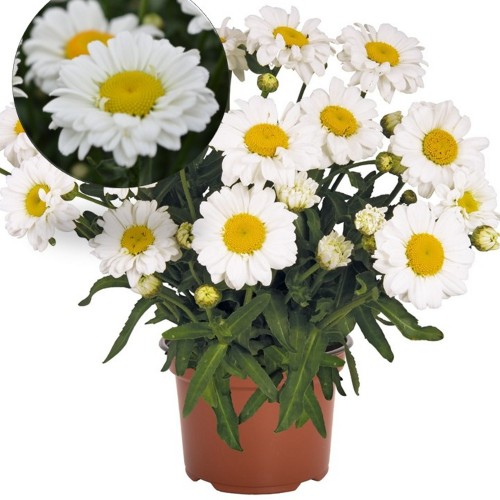 Leucanthemum maximum 'Sweet Daisy Jane' - Suur härjasilm 'Sweet Daisy Jane' P9/0,55L
